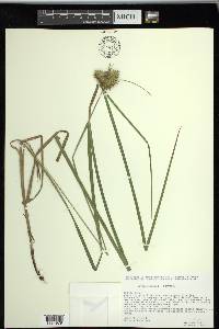 Carex retrorsa image