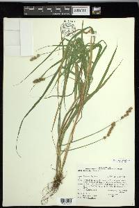 Carex projecta image