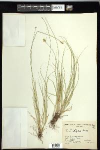 Carex retroflexa image