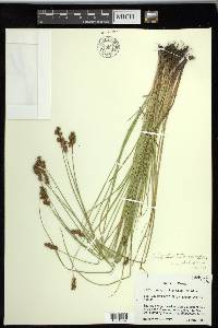 Carex preslii image