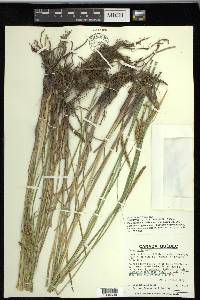 Carex recta image