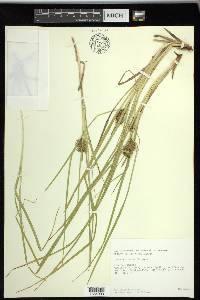 Carex retrorsa image