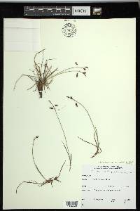 Carex rariflora image