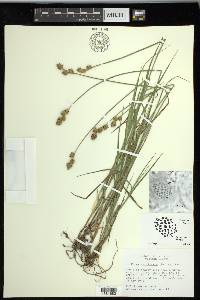 Carex reniformis image