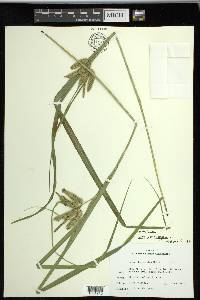 Carex pseudocyperus image