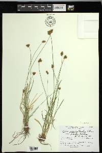 Carex preslii image