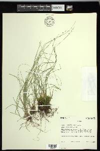 Carex radiata image