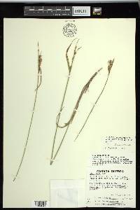 Carex recta image