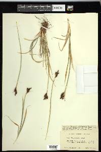 Carex raynoldsii image