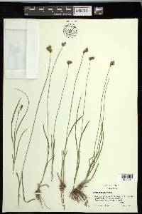 Carex preslii image