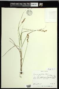 Carex projecta image