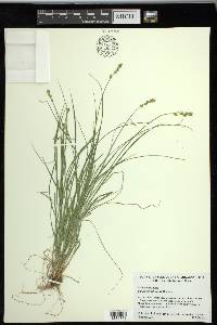 Carex retroflexa image