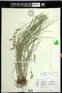 Carex reniformis image