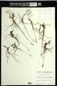 Carex rariflora image