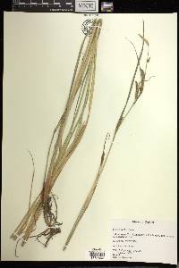 Carex recta image