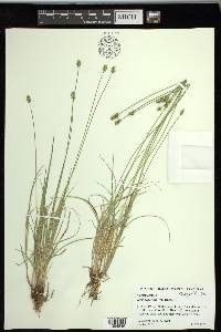 Carex retroflexa image