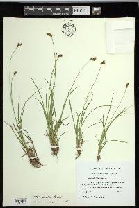 Carex preslii image