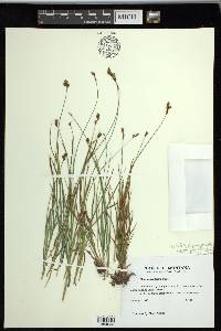 Carex preslii image