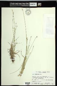 Carex retroflexa image