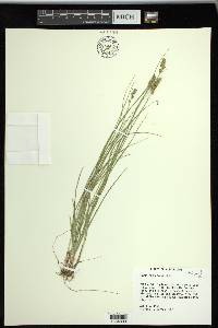 Carex retroflexa image