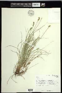 Carex retroflexa image