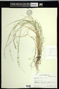 Carex radiata image