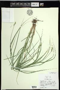 Carex tribuloides var. tribuloides image