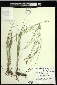 Carex reniformis image