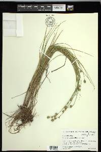 Carex reniformis image