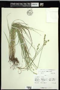 Carex reniformis image