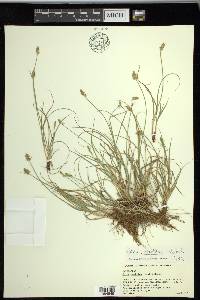 Carex retroflexa image