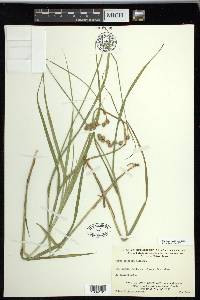 Carex projecta image