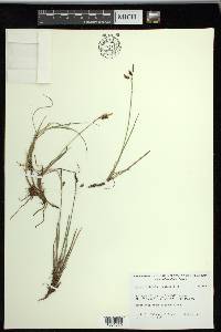 Carex rariflora image