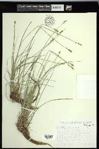 Carex retroflexa image