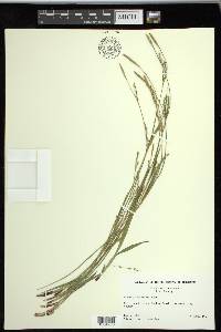 Carex purpurifera image