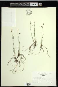 Carex rariflora image