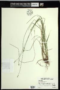 Carex retroflexa image