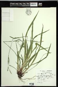 Carex purpurifera image