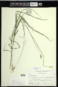 Carex projecta image