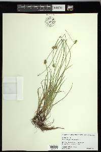 Carex retroflexa image