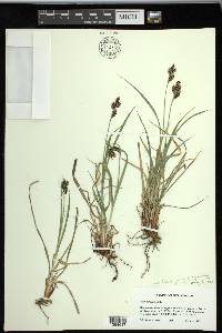 Carex raynoldsii image