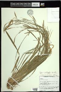 Carex radfordii image