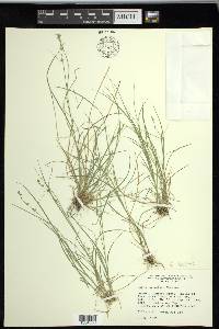 Carex radiata image