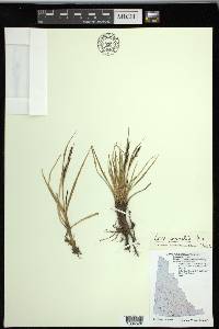 Carex ramenskii image