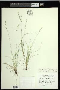 Carex radiata image