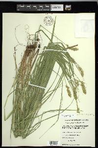 Carex projecta image