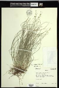 Carex radiata image