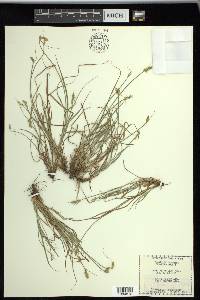 Carex retroflexa image