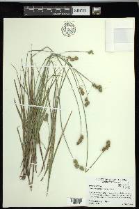 Carex reniformis image