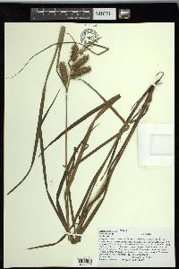 Carex retrorsa image